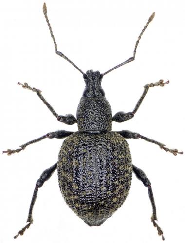 Réf. 252 616 : Otiorhynchus pseudonothus